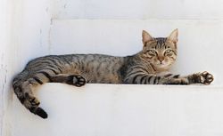 cat relaxing
